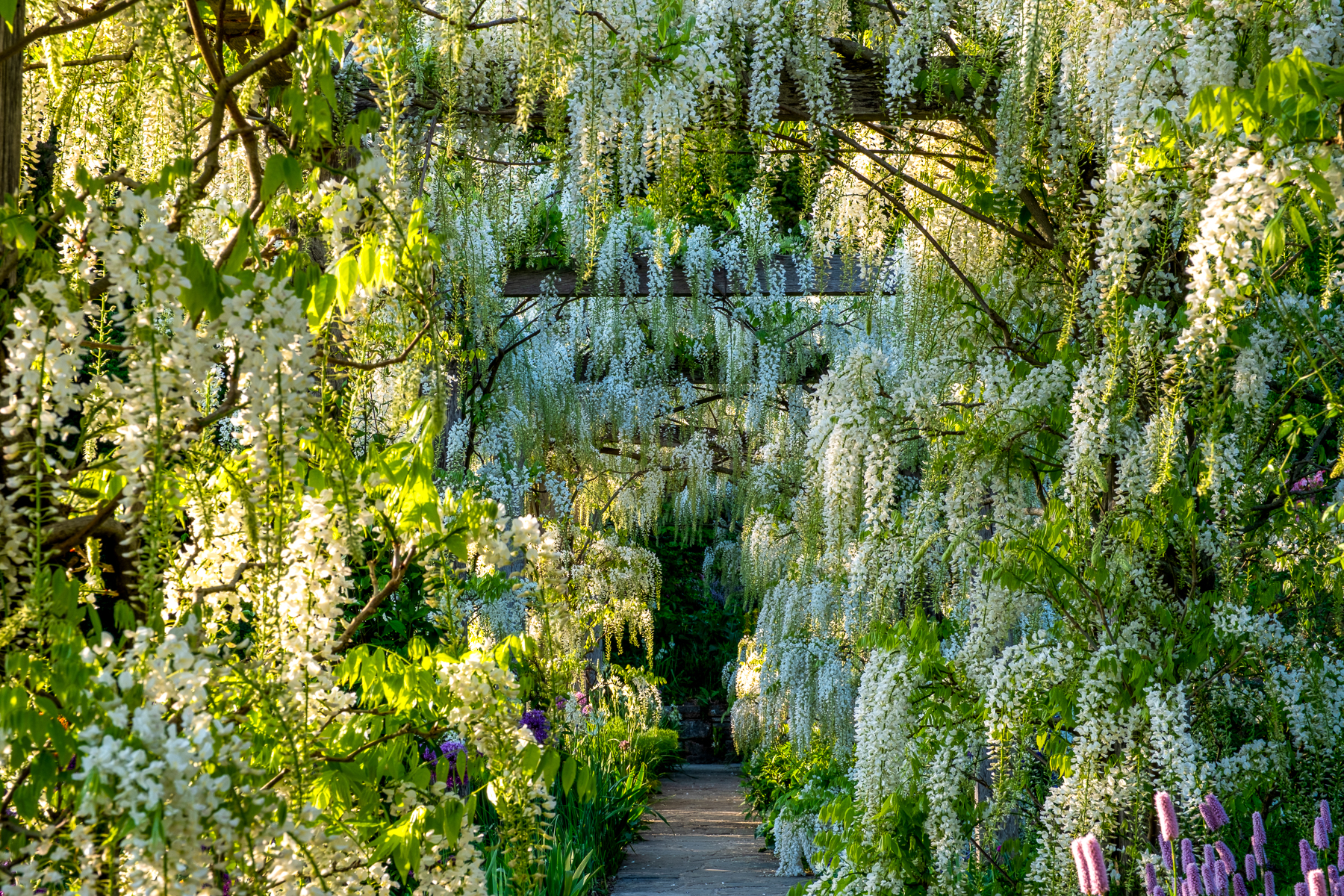Wisteria in the gardens of Gravetye Manor in the United Kingdom