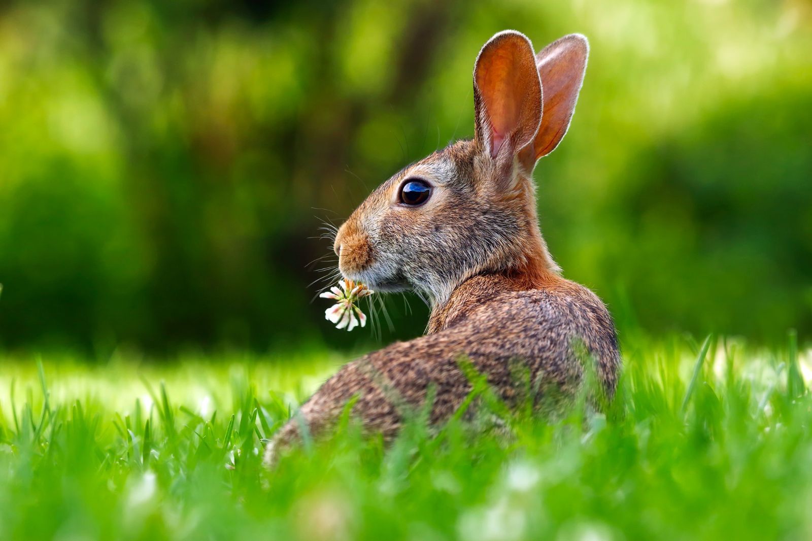 A young hare on a lawn in the English countryside