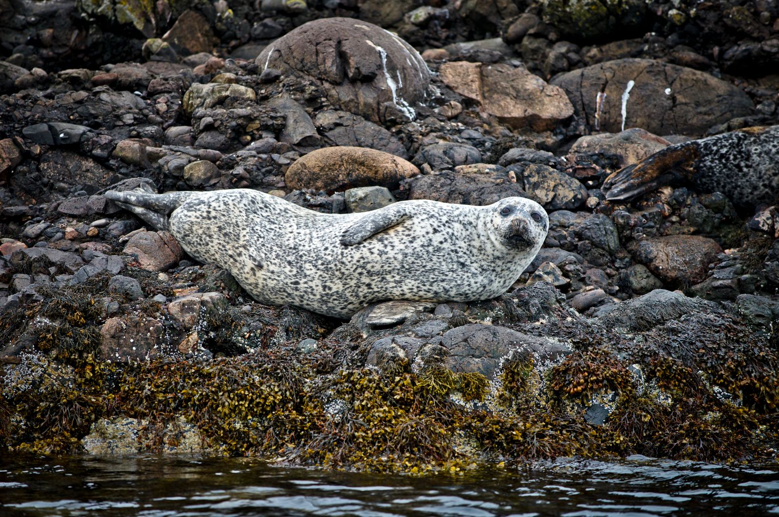 A seal on the highlands of Scotland