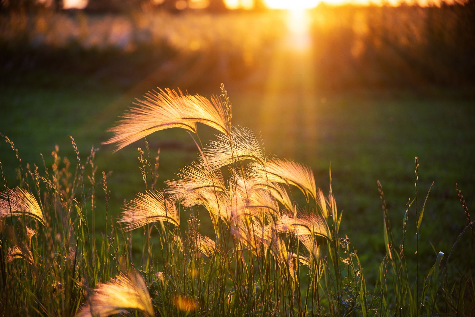 Kentish countryside at sunset in the United Kingdom
