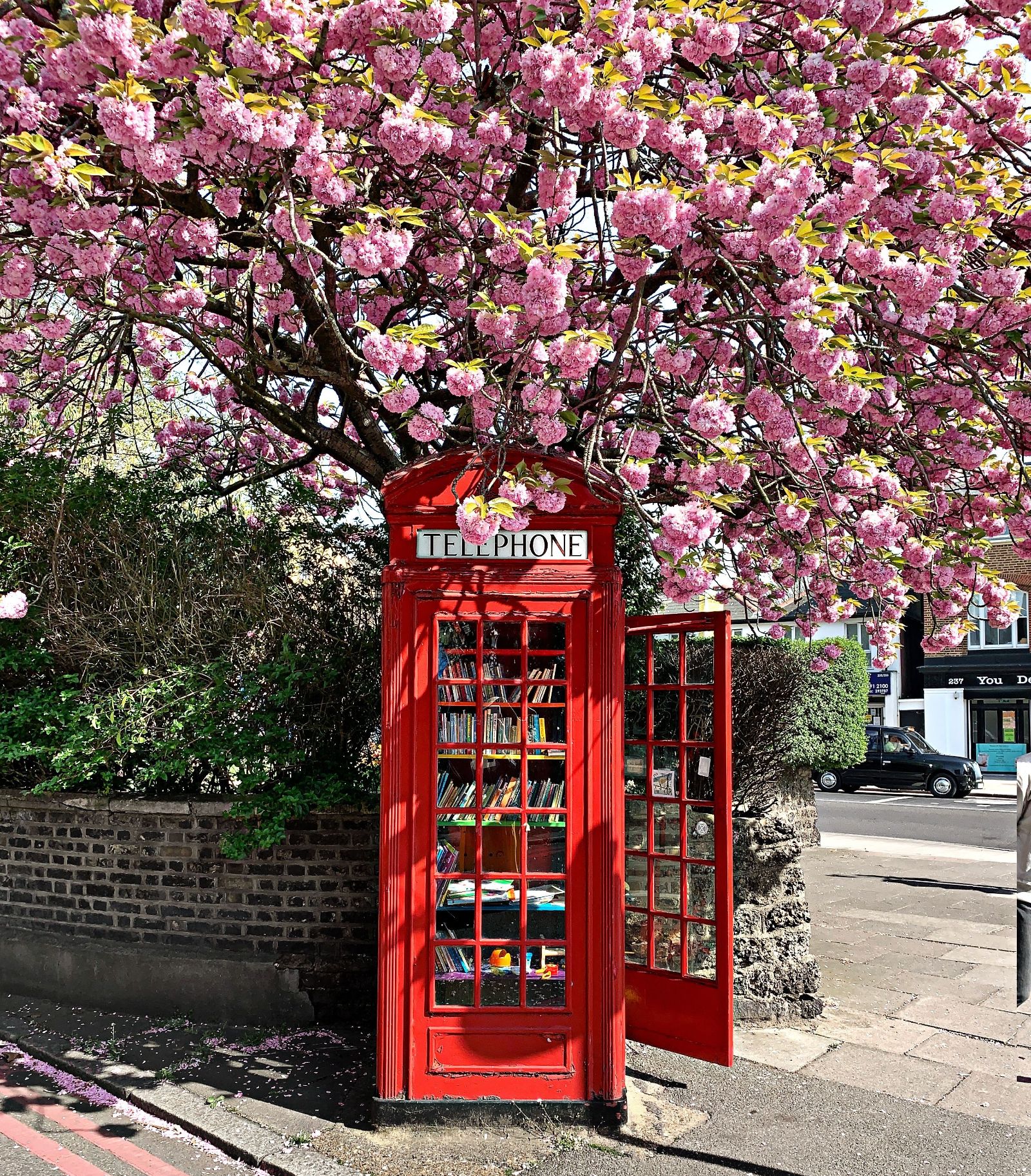 A phone box in London surrounded by cherry blossom