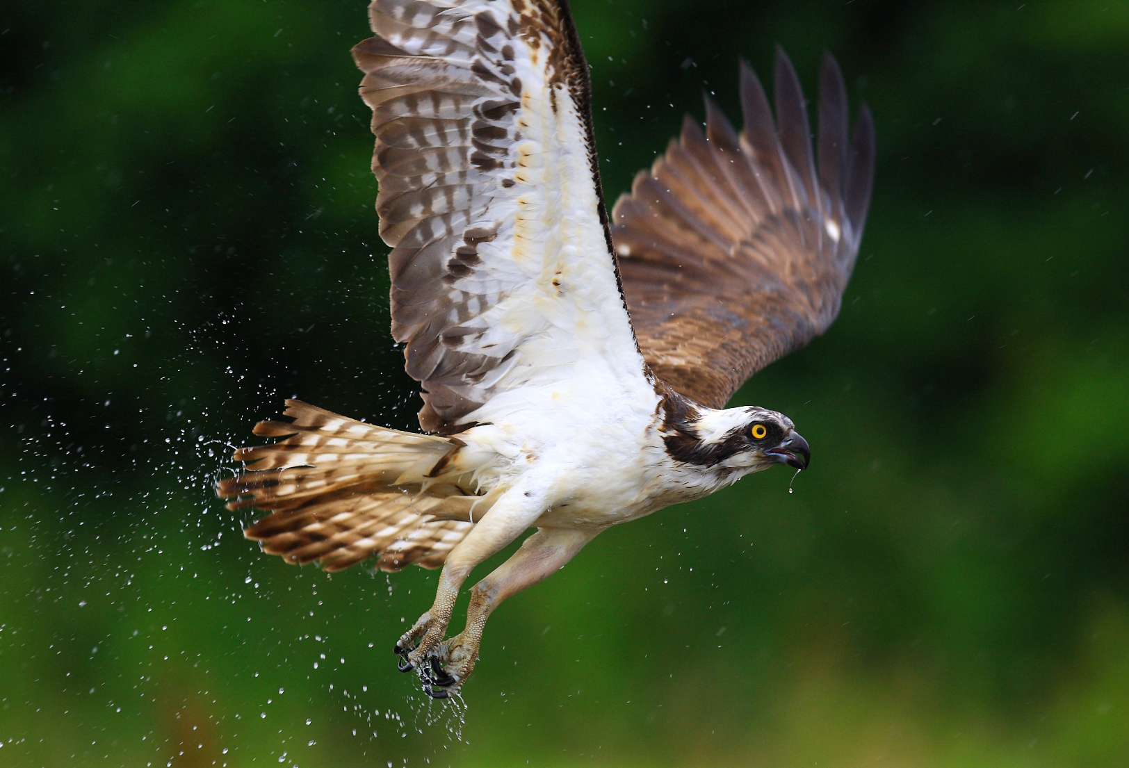 Flying Osprey in the Cairngorms, Scotland