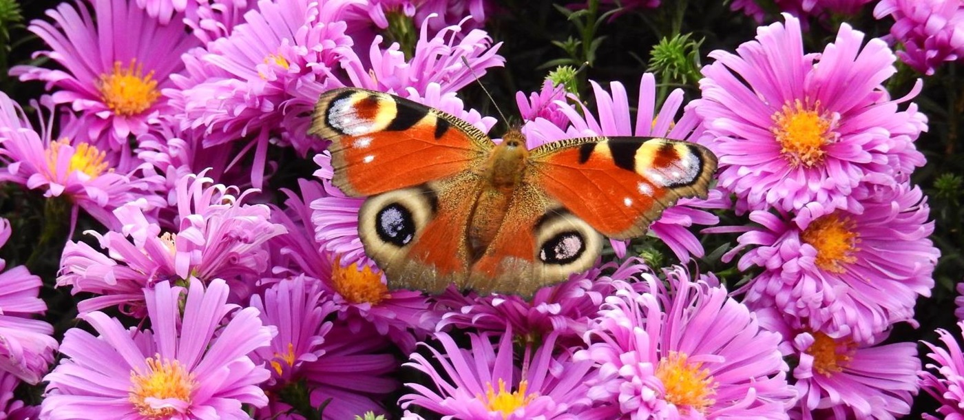 A peacock butterfly on bright pink flowers