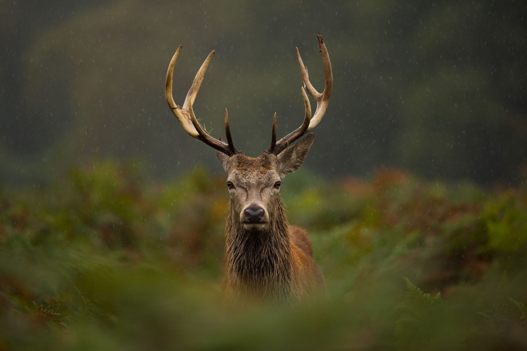 Red deer in Great Britain