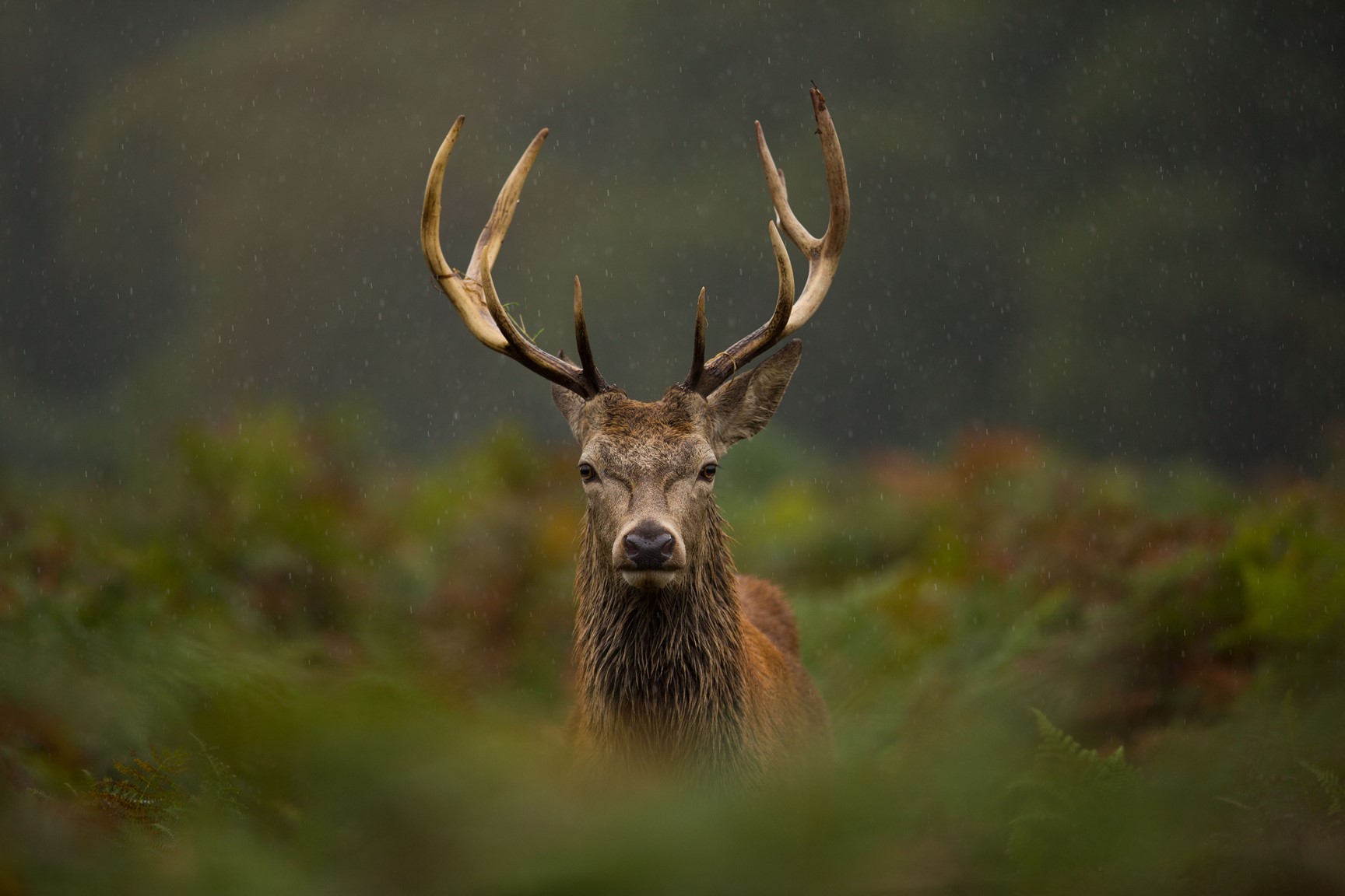 Red Deer in Great Britain