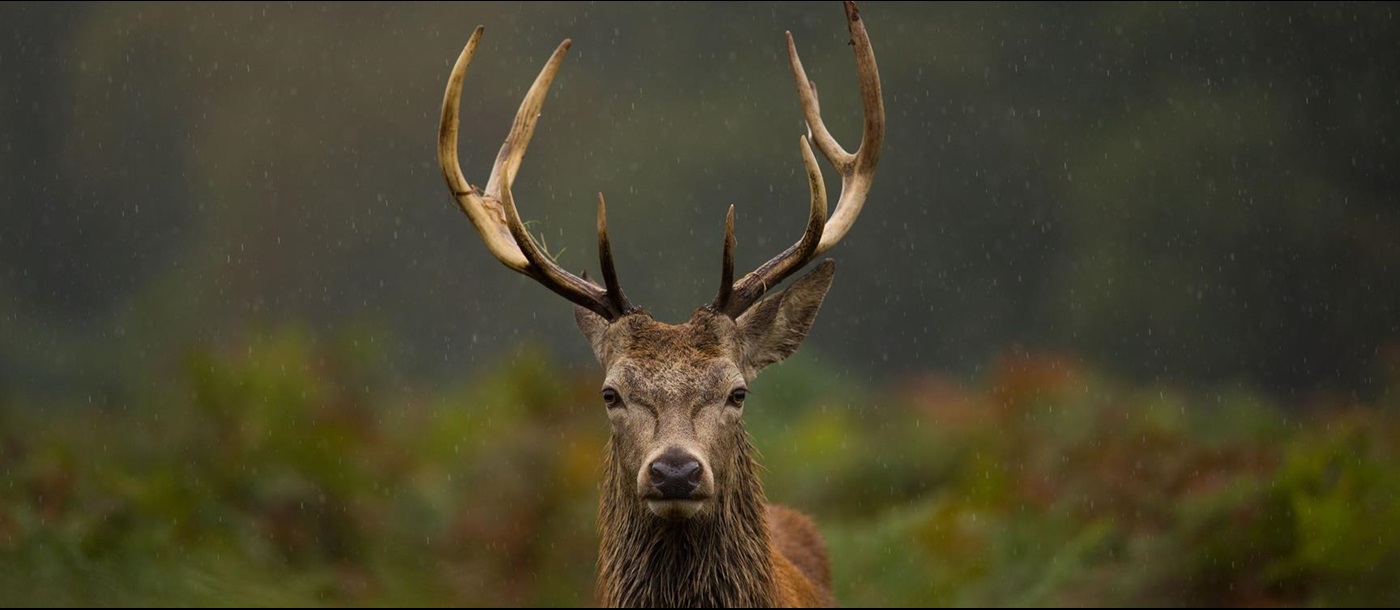Red Deer in Great Britain