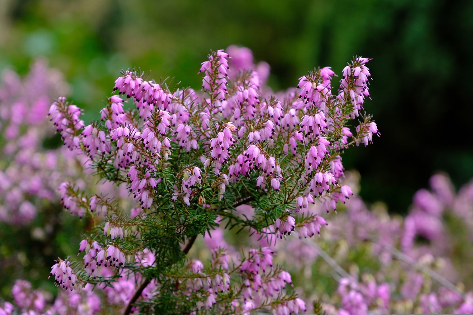 Close up of purple heather in the Scottish Highlands