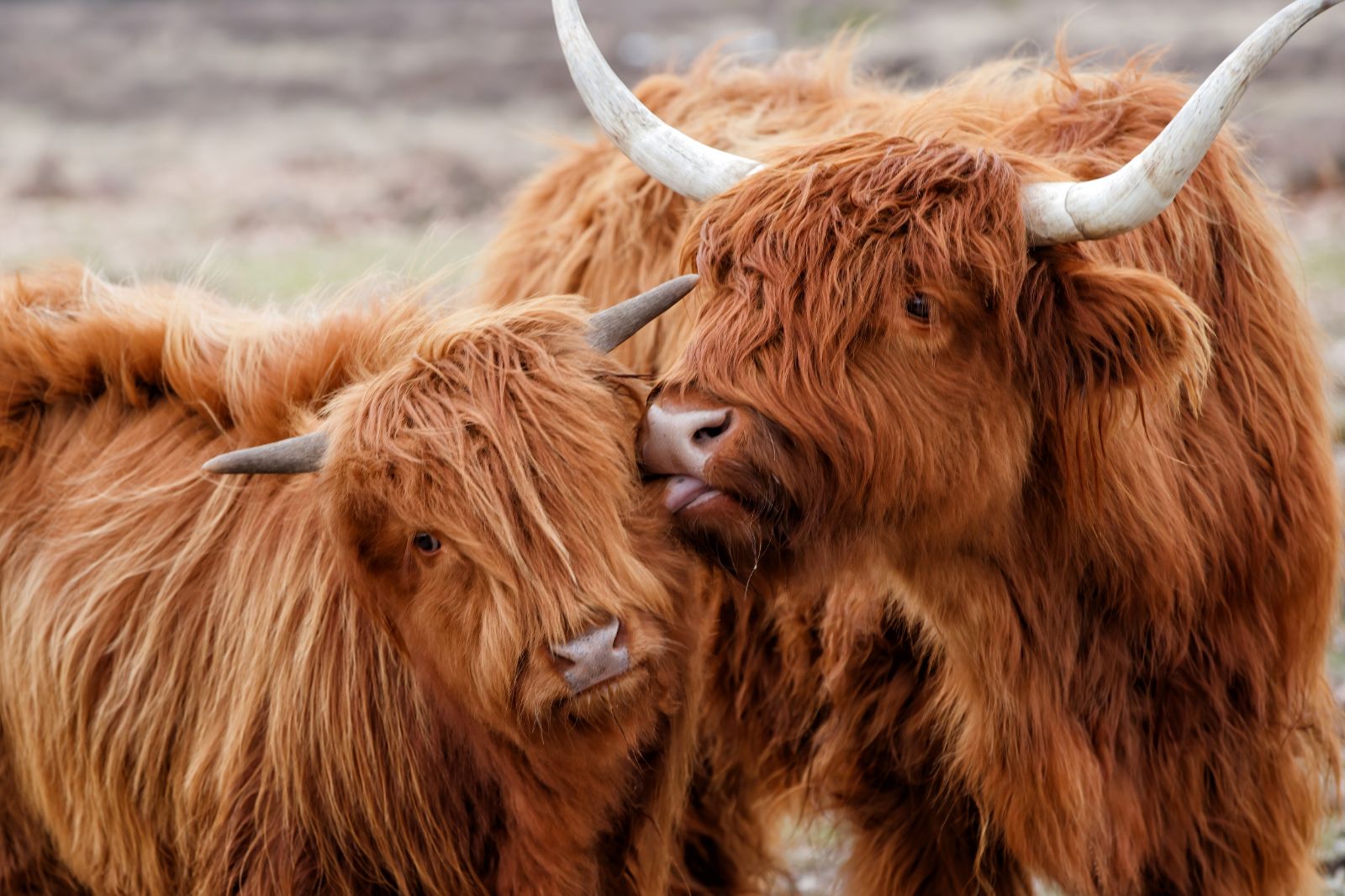 Highland cows in Scotland