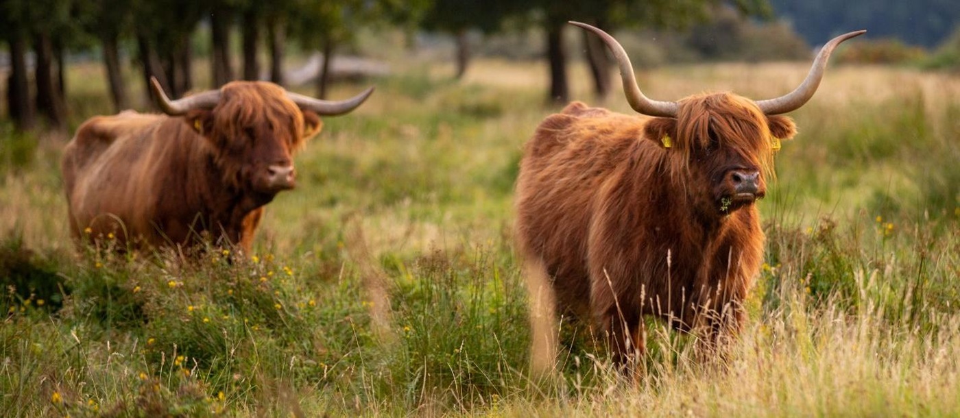 Highland cows of Scotland