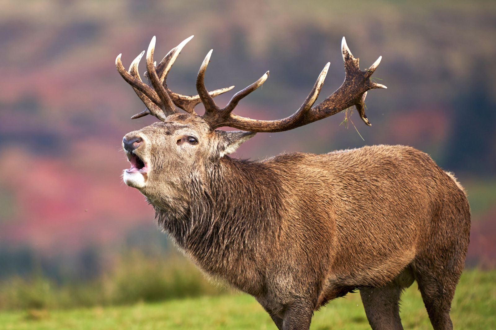 A roaring stag in the highlands of Scotland