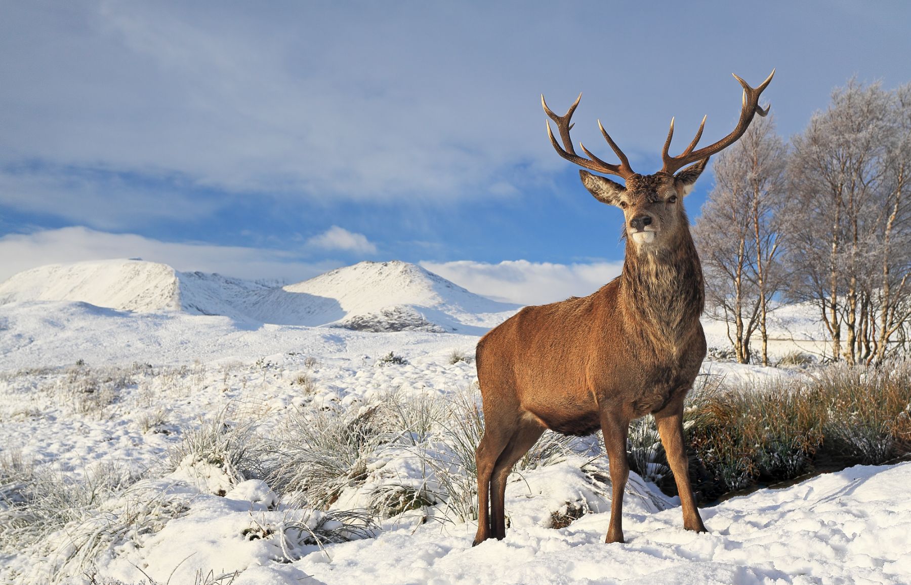 A red stag on snowy hills in Scotland