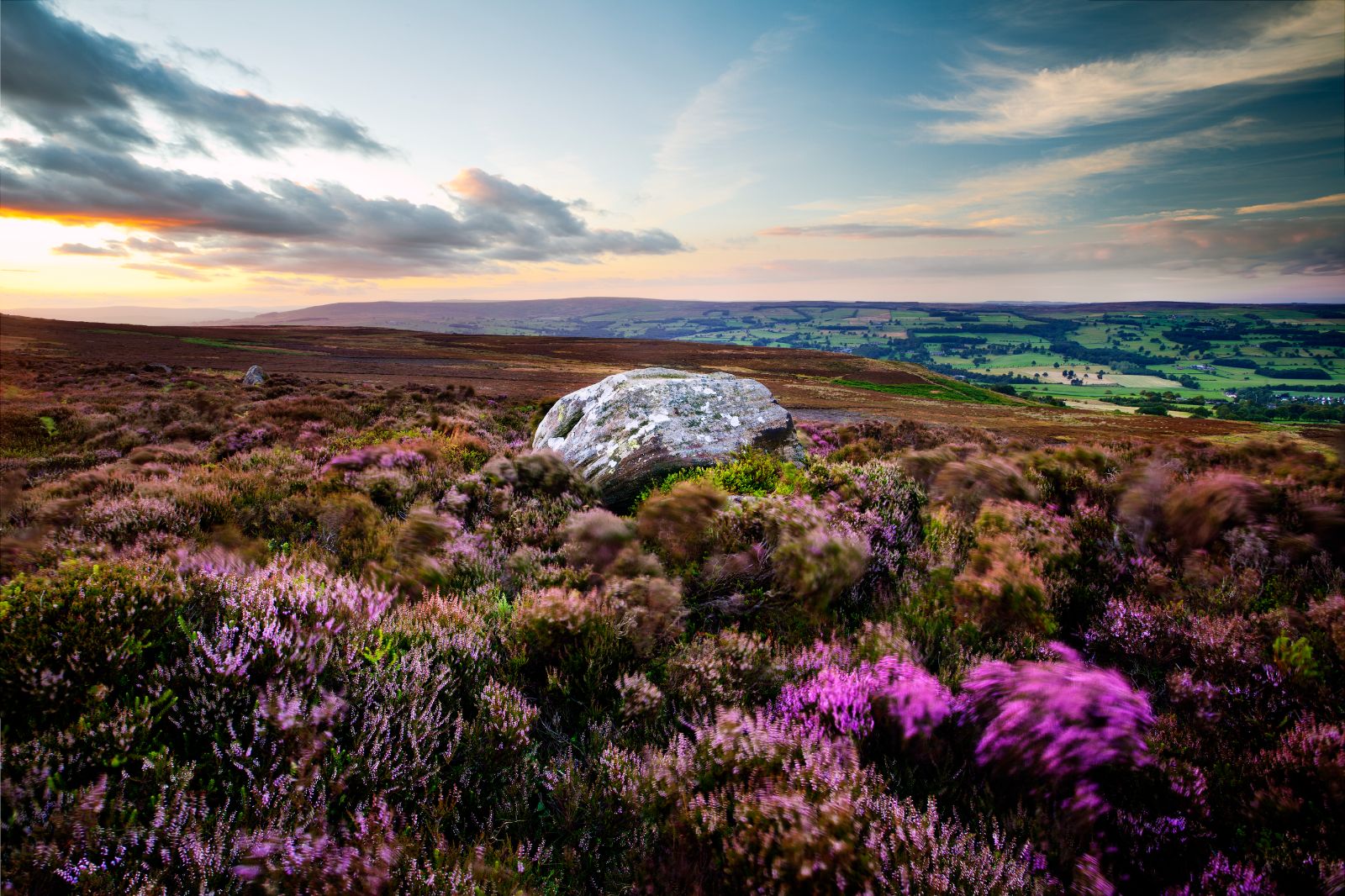 Heather on the Yorkshire Moors in Northern England