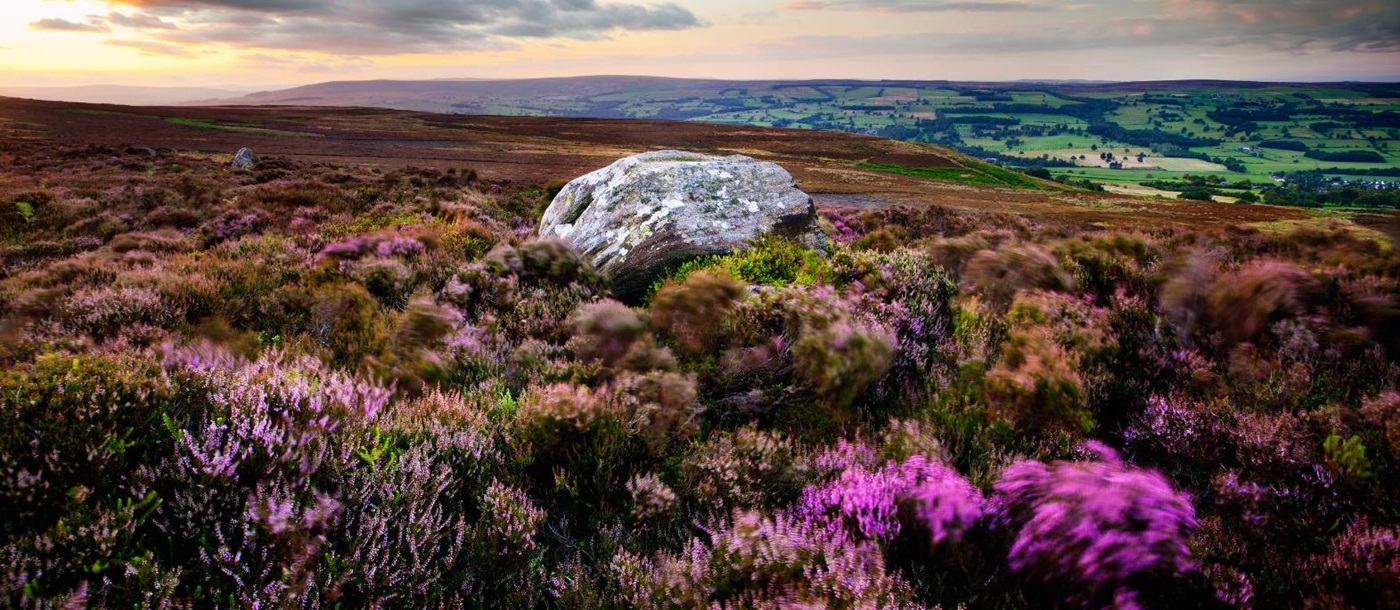 Heather on the Yorkshire Moors in Northern England