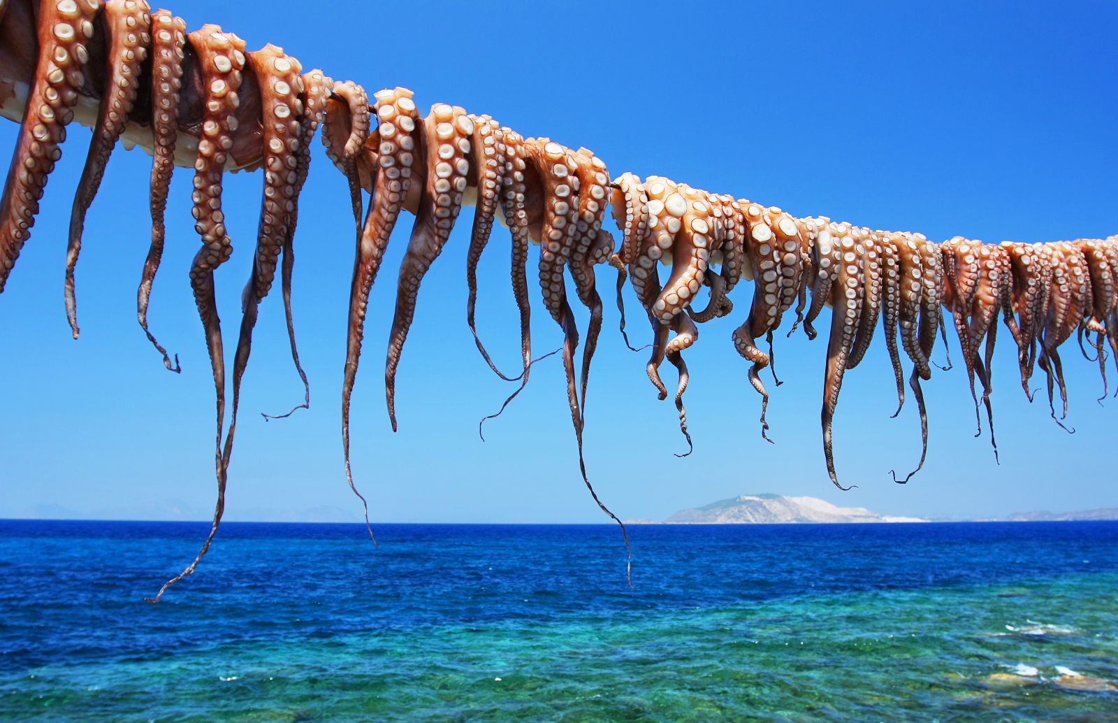 Freshly caught octopus drying in the sun on the Greek Islands