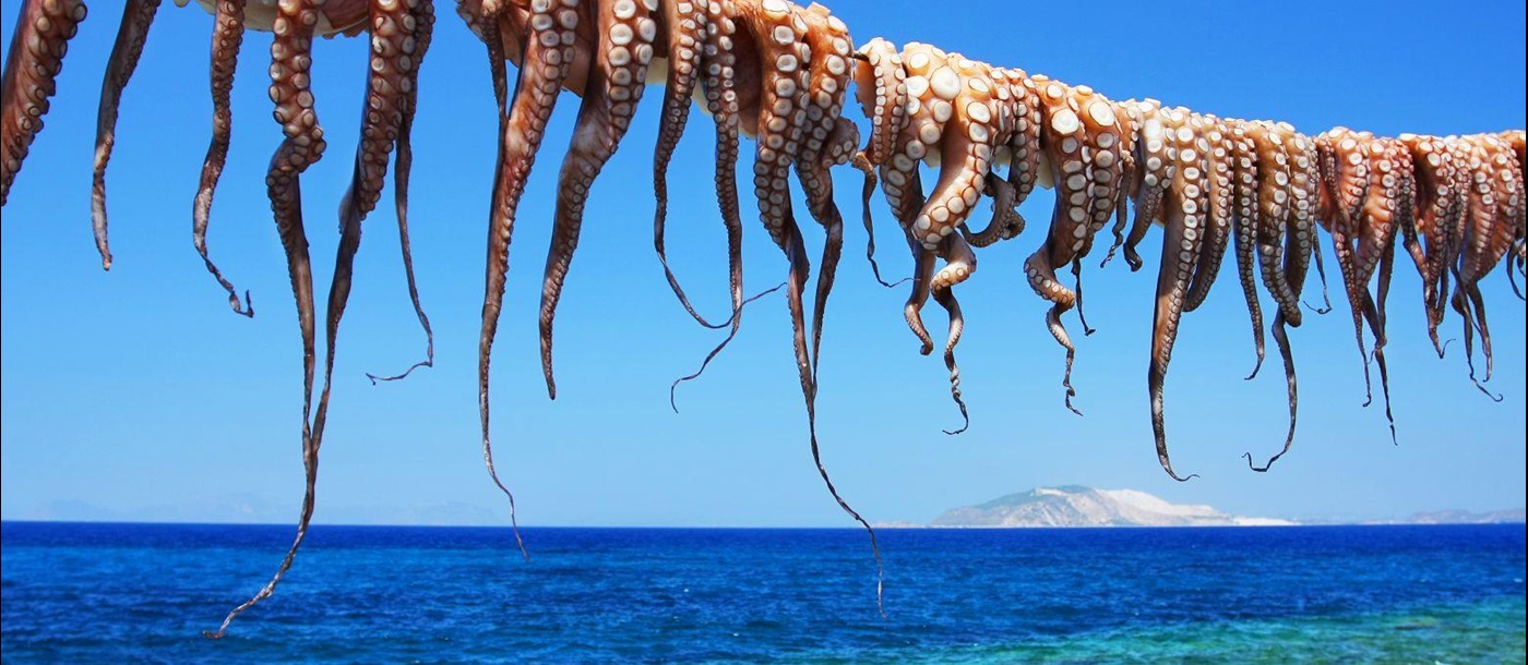 Freshly caught octopus drying in the sun on the Greek Islands