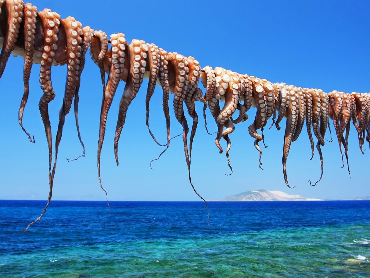 Freshly caught octopus drying in the sun on the Greek Islands