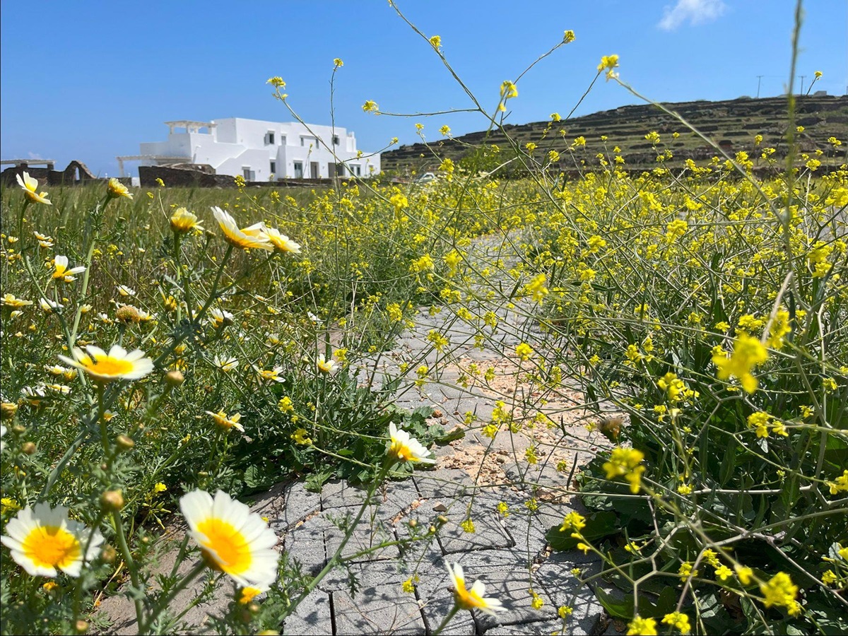 View of garden and house at Villa Eleonas, Sifnos