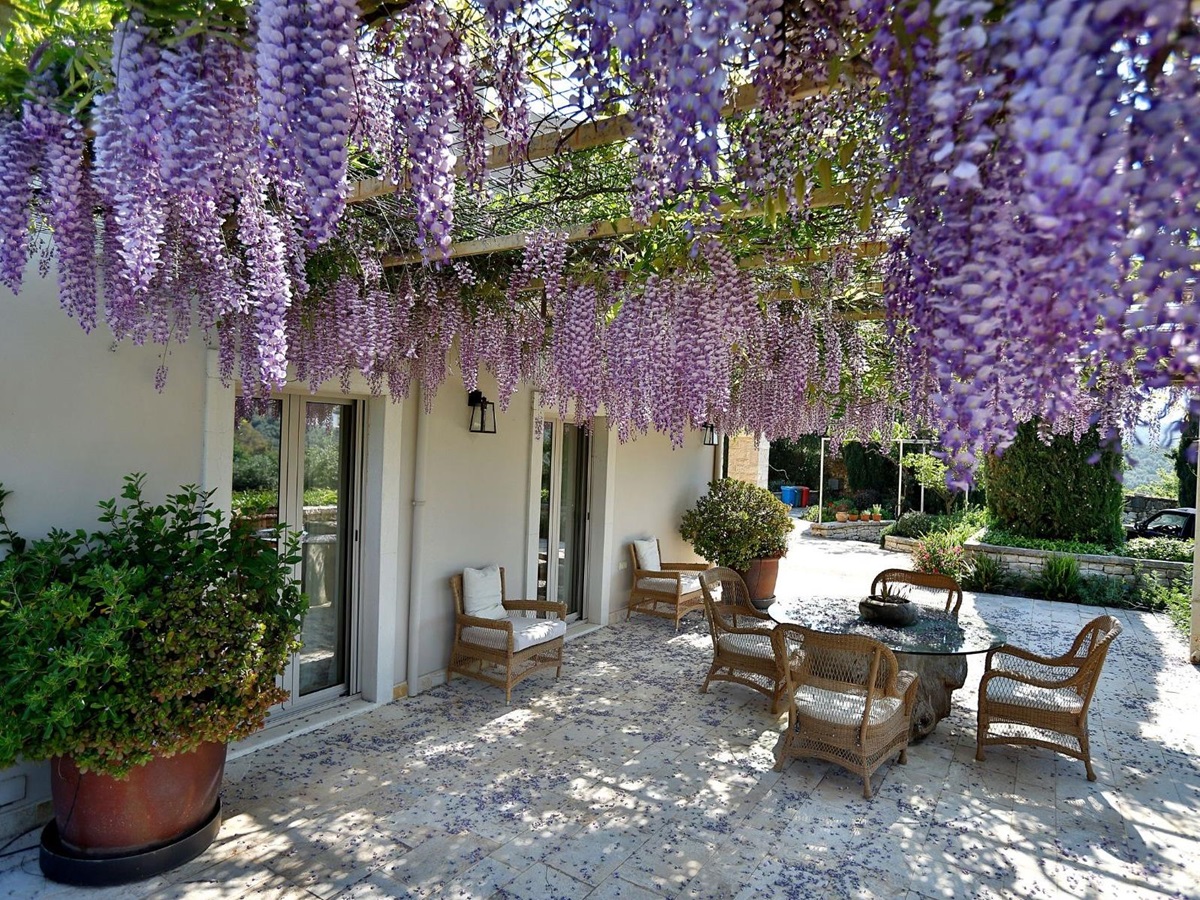 Outdoor dining terrace covered with wisteria at Villa Jasmine, Corfu