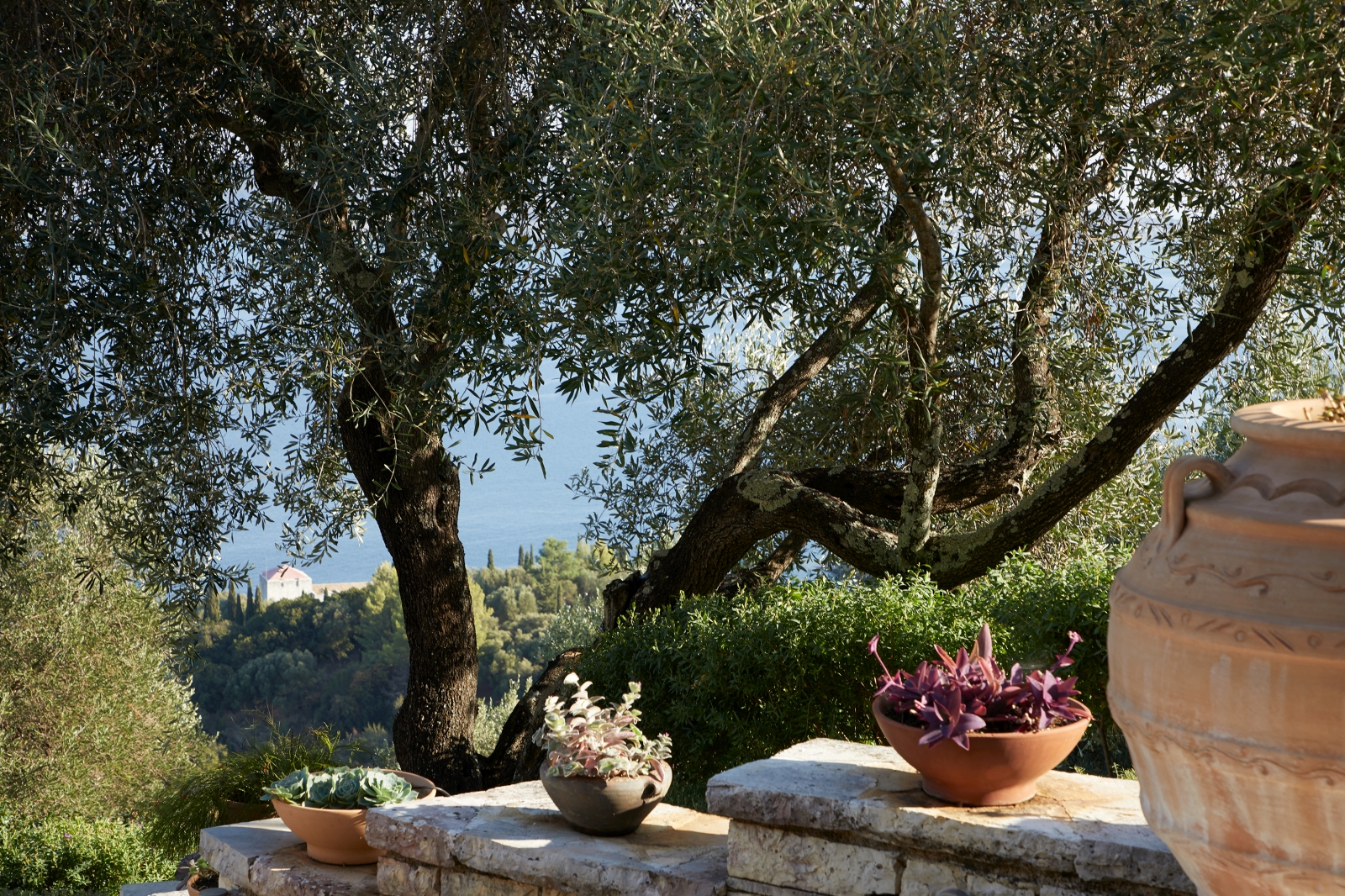 Garden with olive trees at Villa Kerasia in Corfu