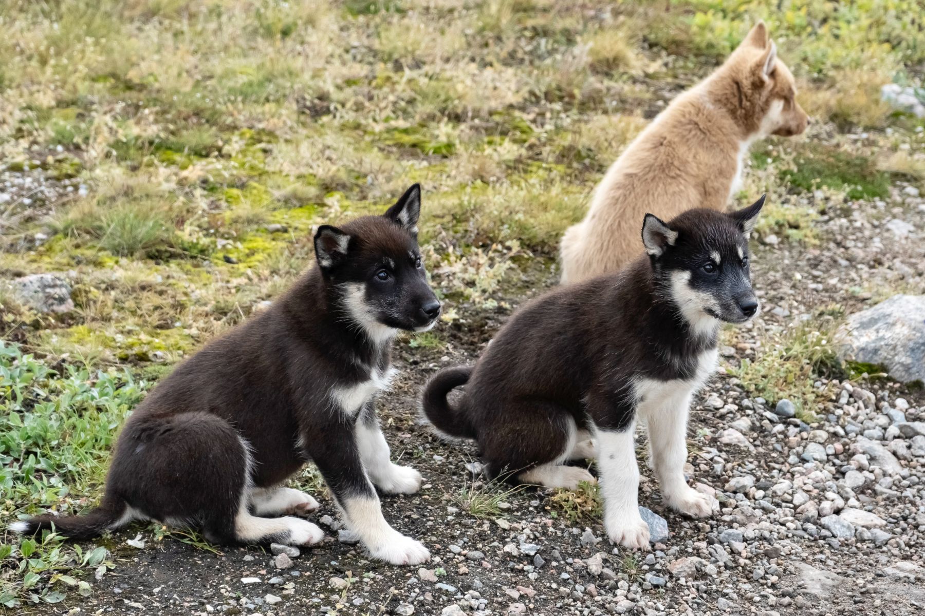Greenland sled dog puppies near Disko Bay