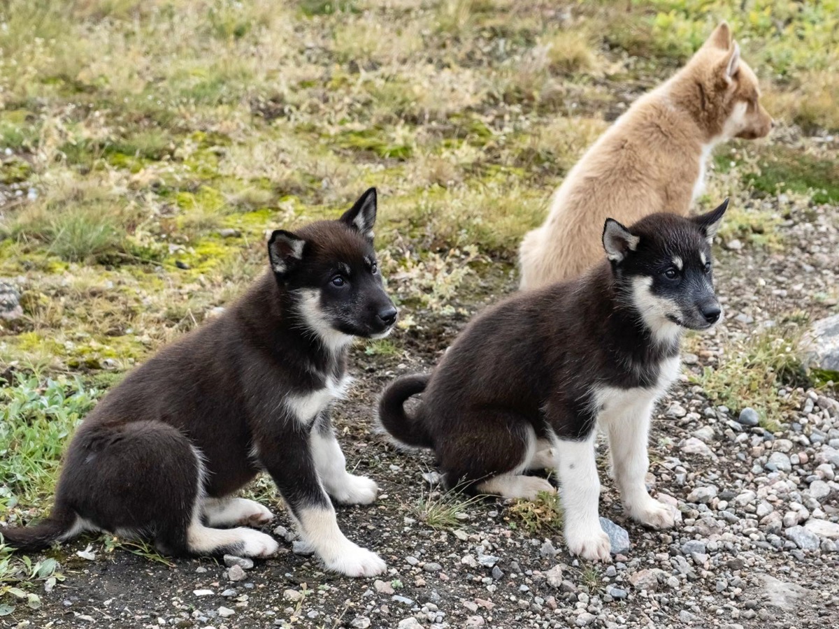 Greenland sled dog puppies near Disko Bay