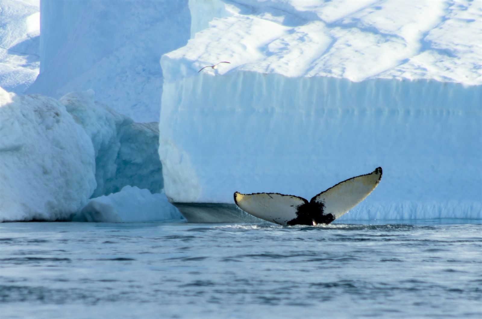 A whale tail seen above the surface of iceberg-filled waters in Greenland
