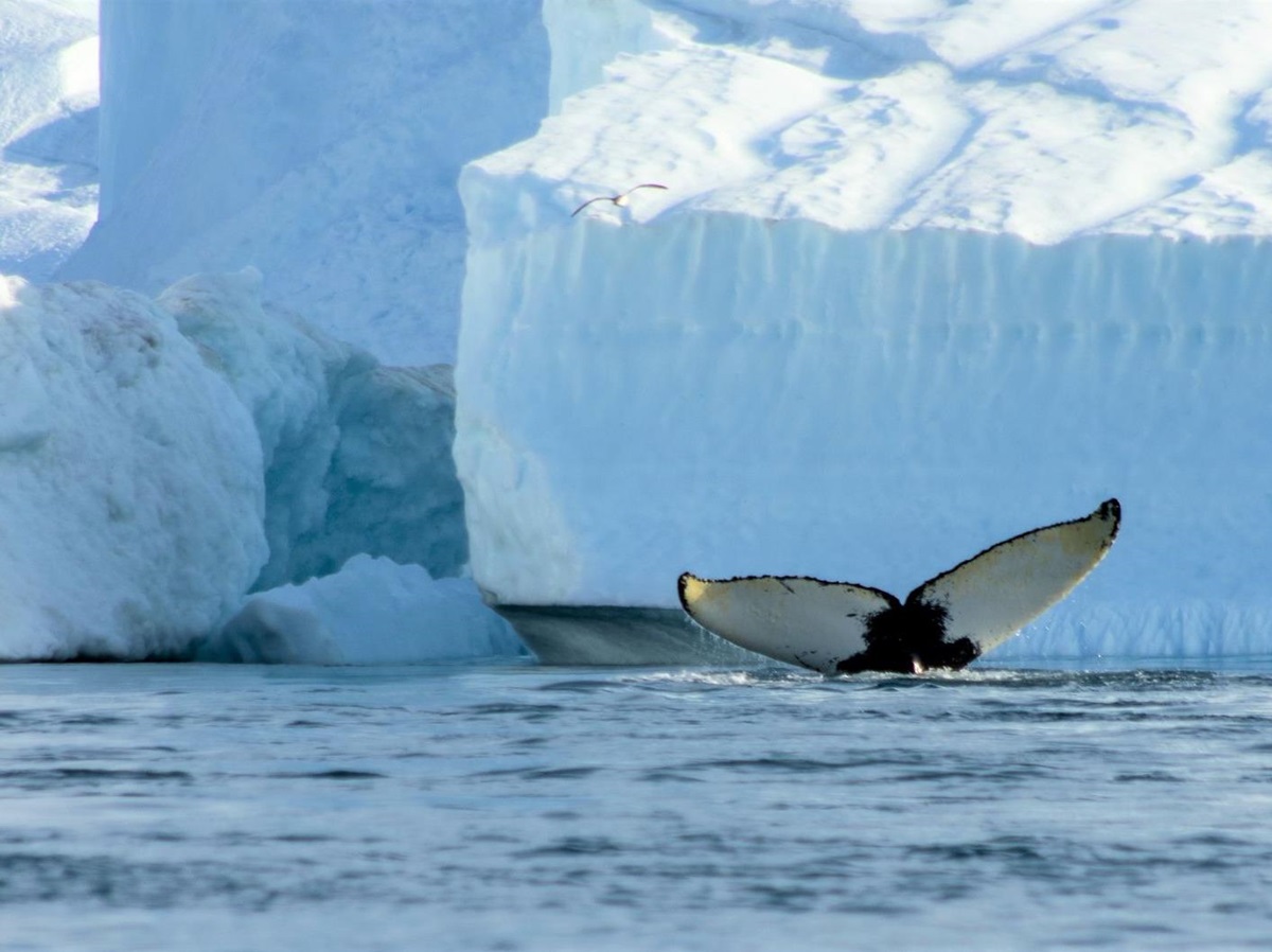 A whale tail seen above the surface of iceberg-filled waters in Greenland