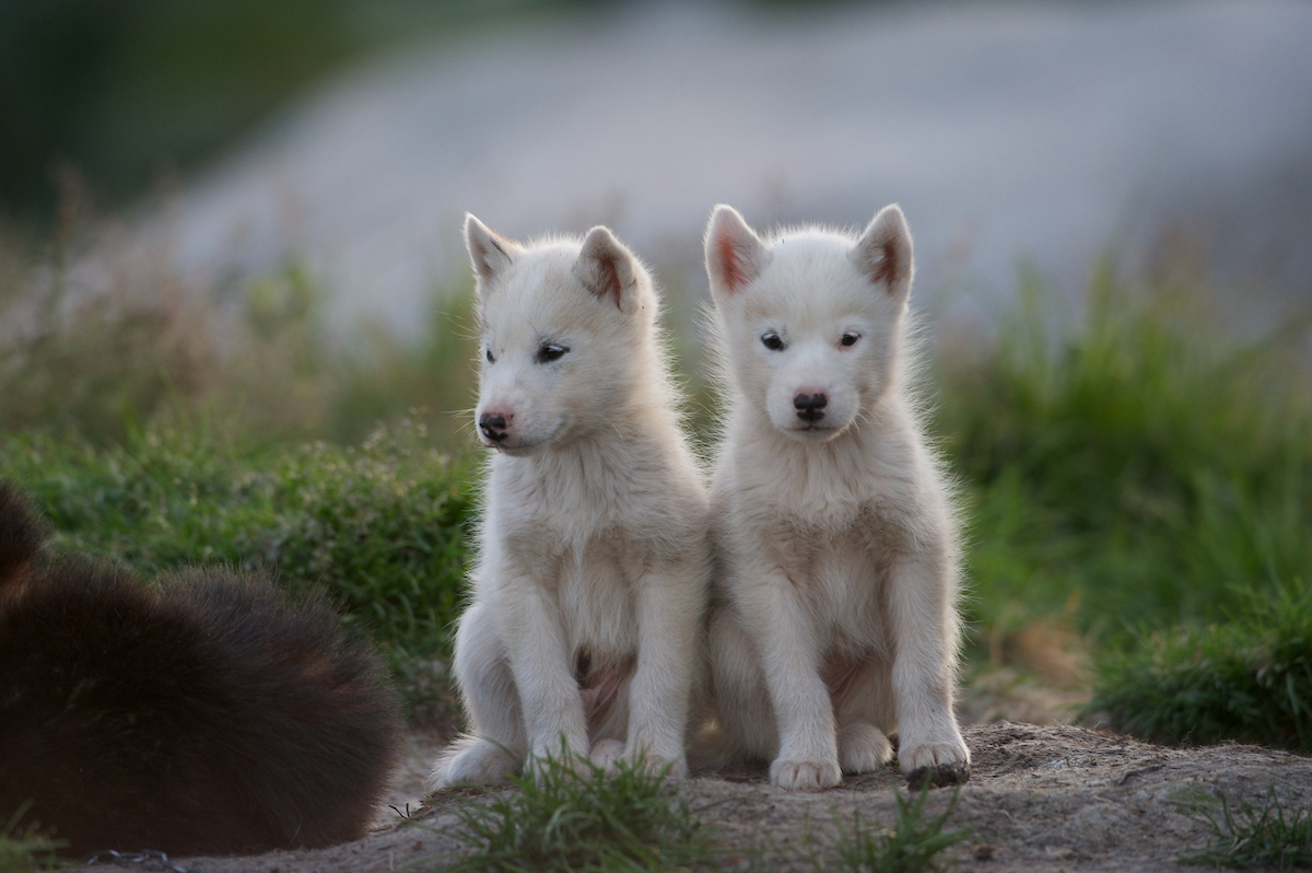 Sled dog puppies in Greenland