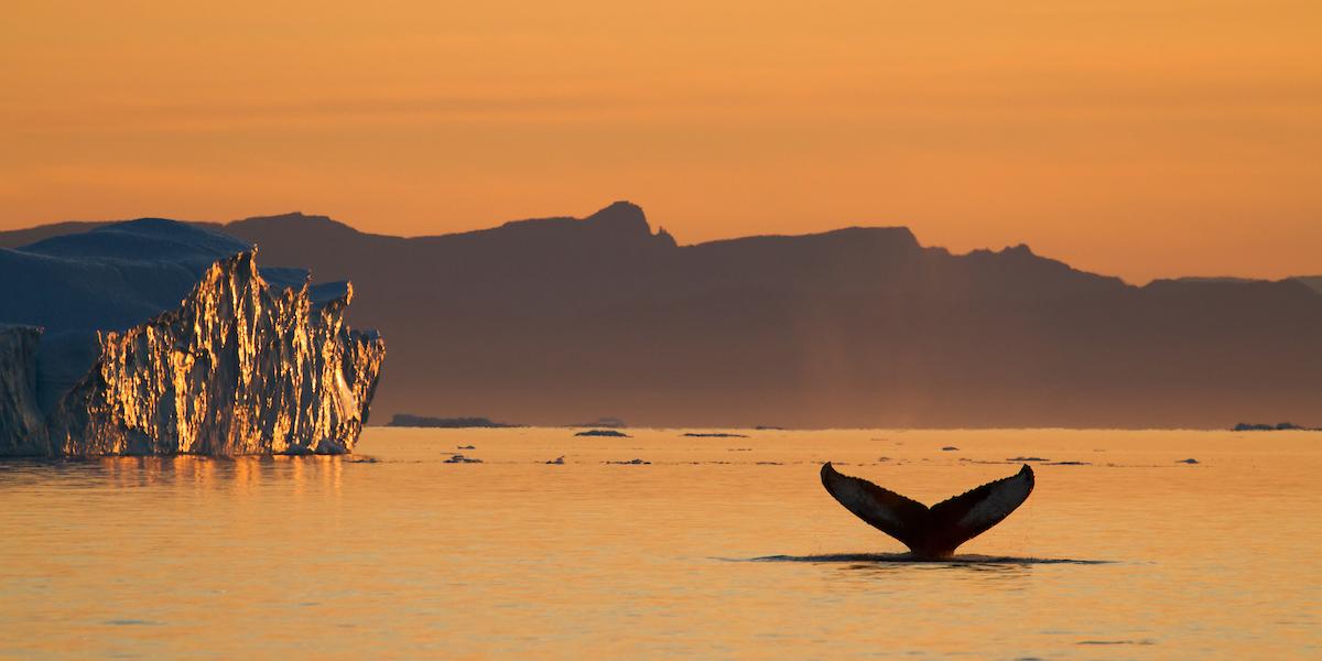 A whale breaching at sunset in Greenland