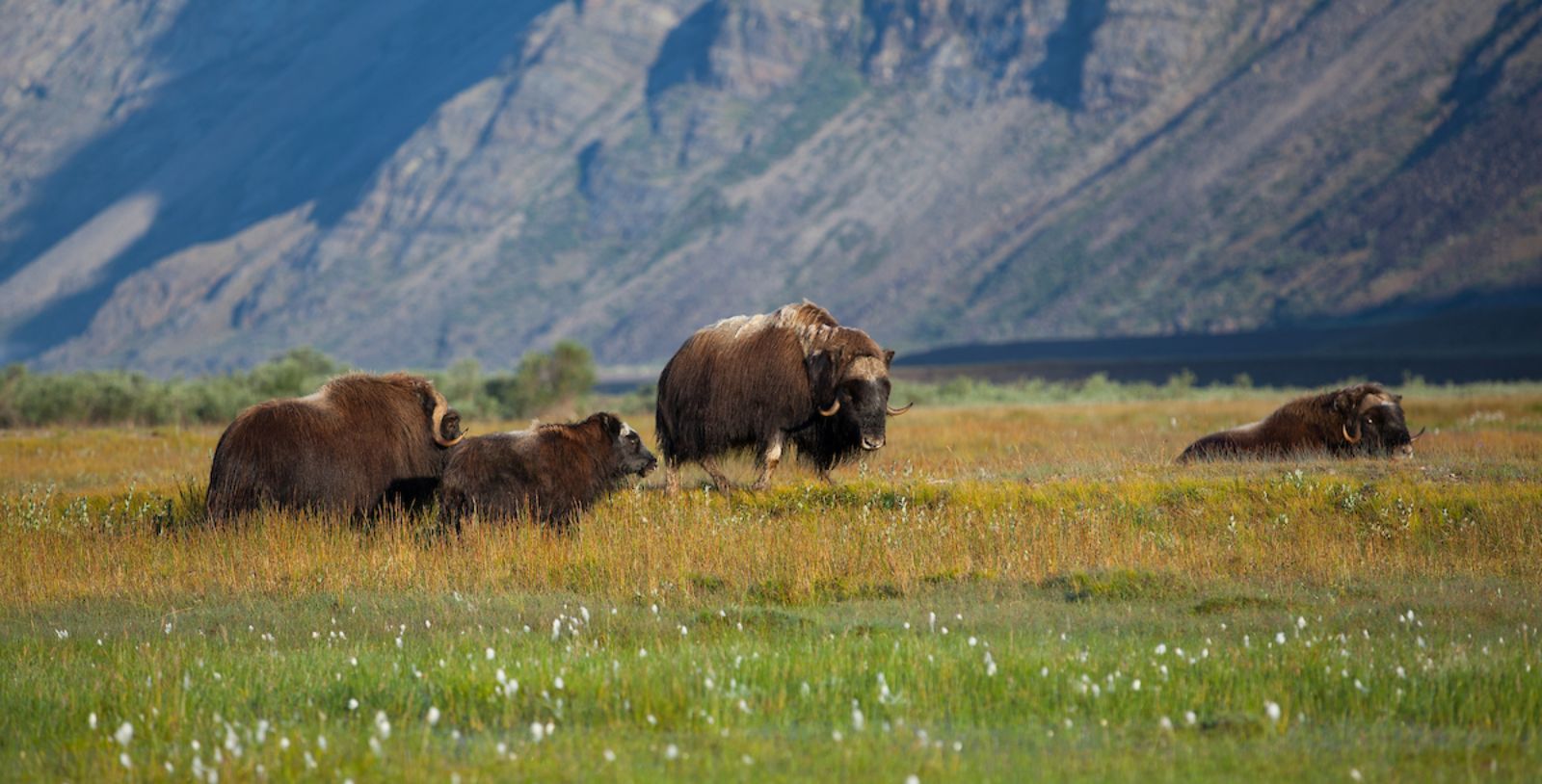 Musk oxen grazing in the Arctic tundra of Greenland