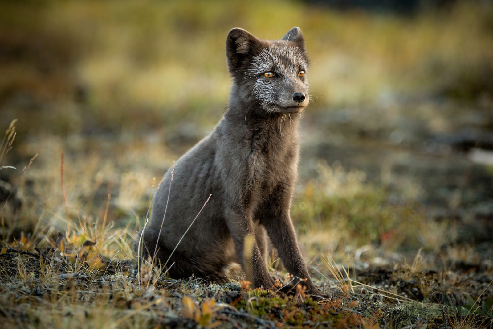 Arctic fox in Greenland (Photo credit Mads Pihl)