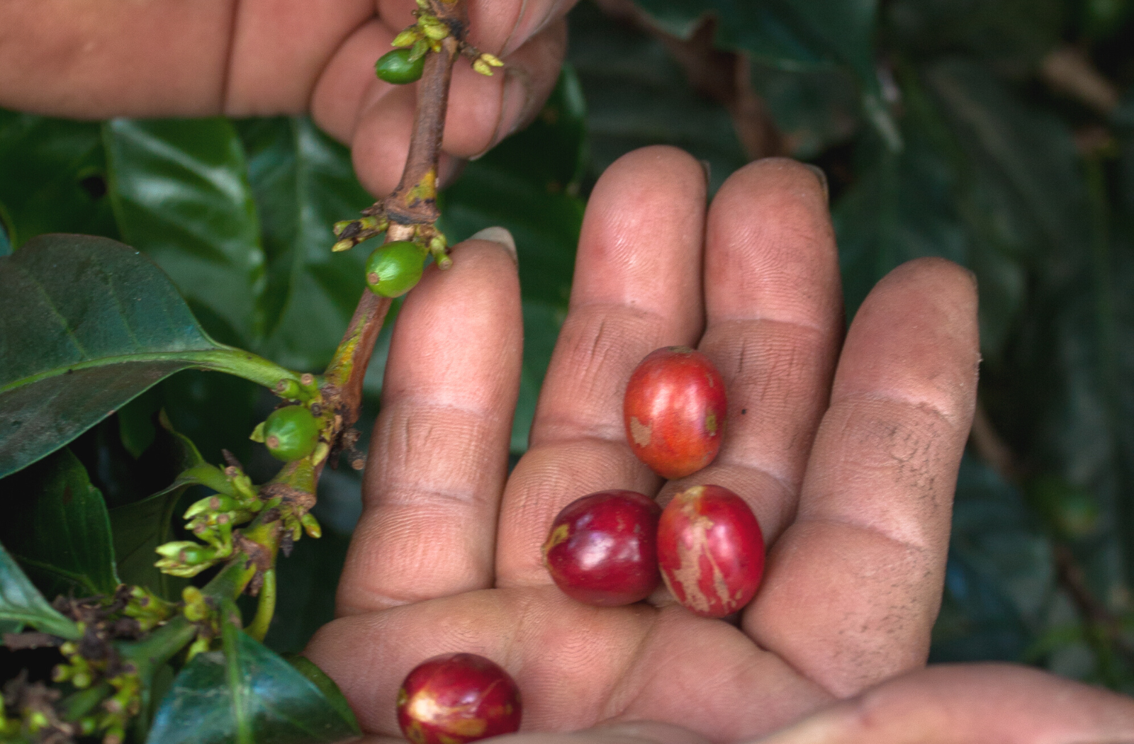 Coffee harvesting in Guatemala