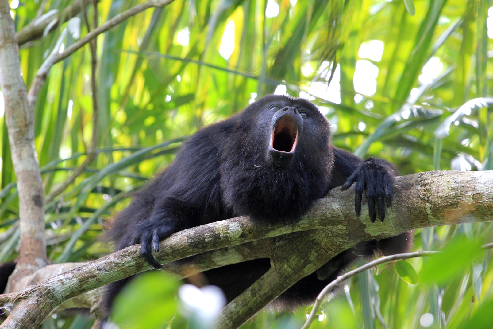 Howler monkey in Tikal, Guatemala