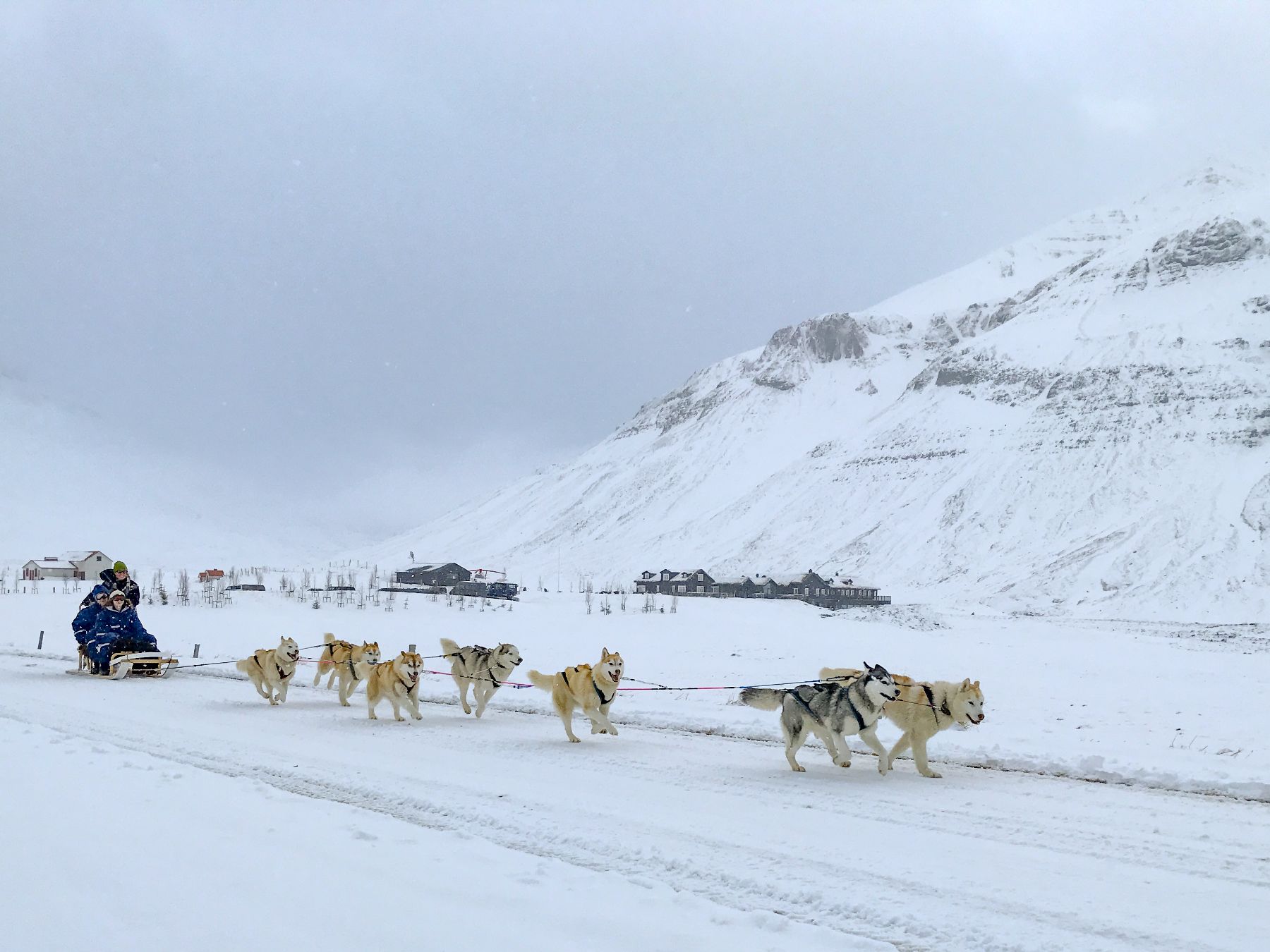 Dog sledding in the snow at Deplar Farm in Iceland