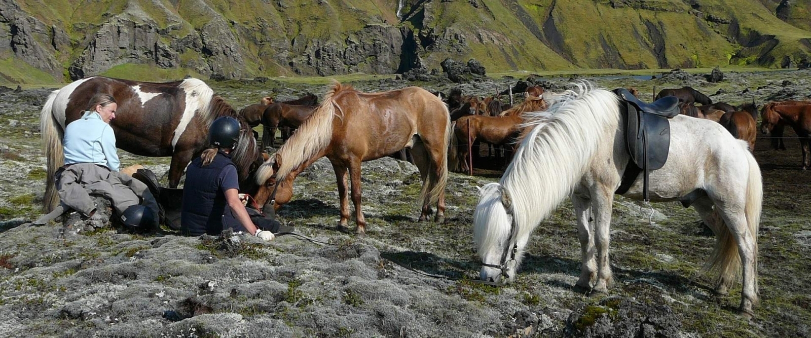 Horses at Skalakot