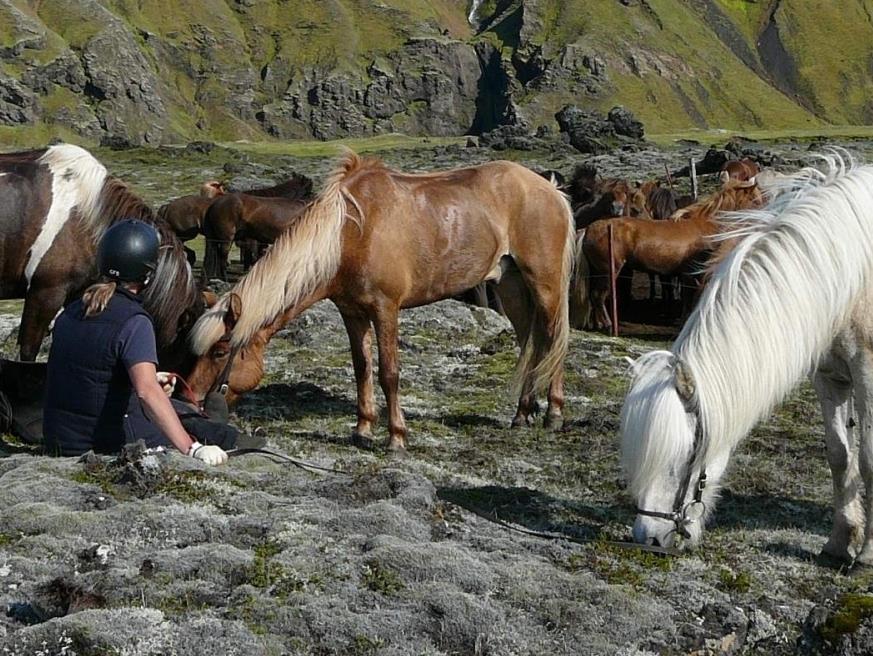 Horses at Skalakot