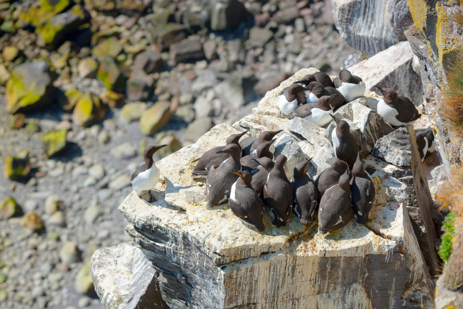 See guillemots on a birdwatching trip in Iceland