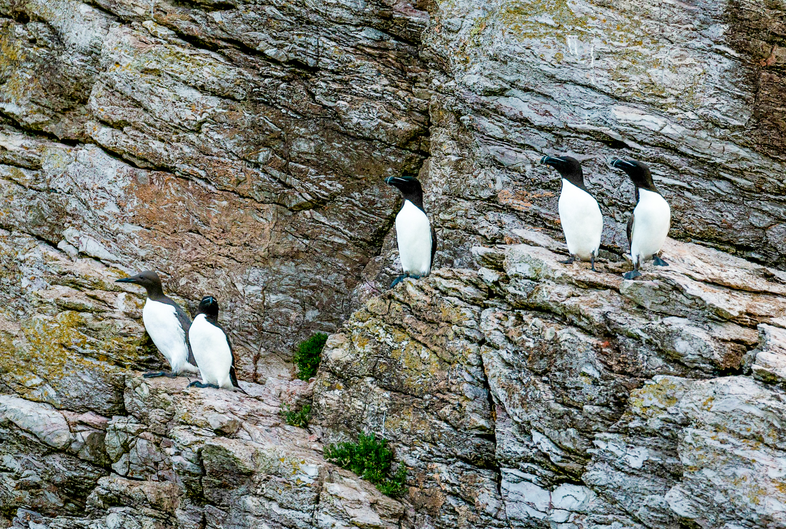 Guillemots on a rock in Iceland