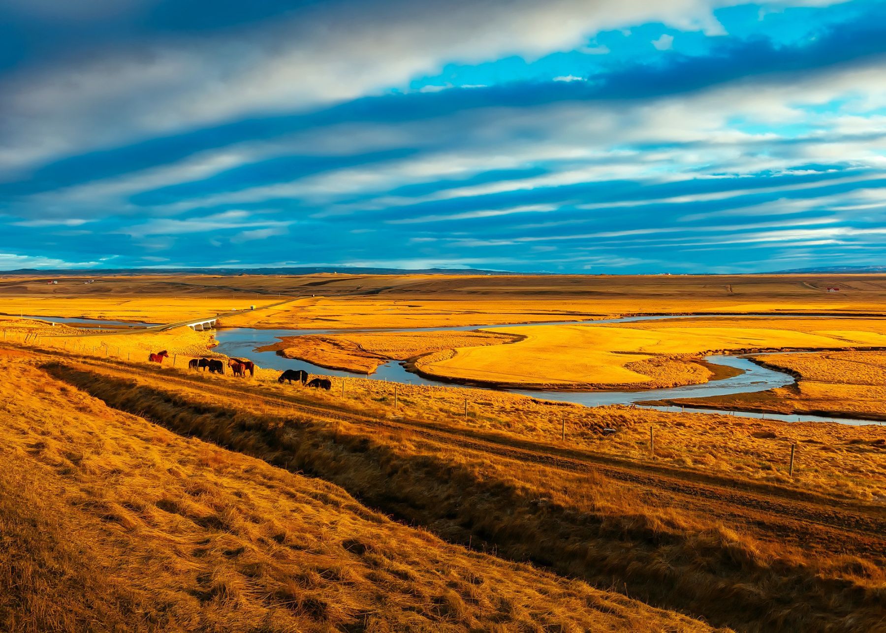 Iceland autumn fields at sunset with horses in the distance