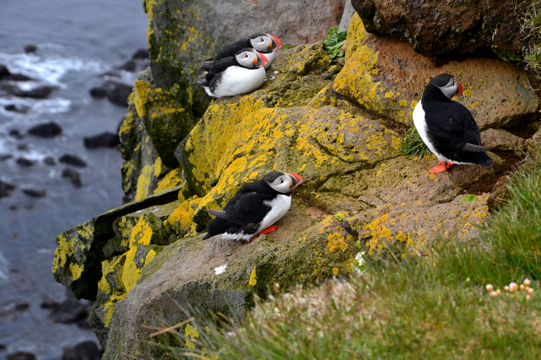 Three puffins perched on a cliffside in Iceland