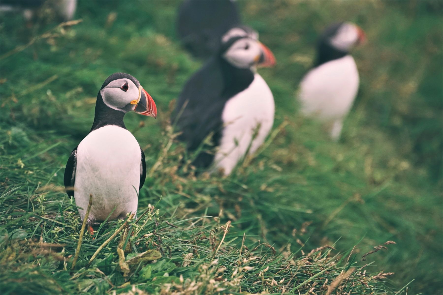 Puffins spotted in the grass in Iceland