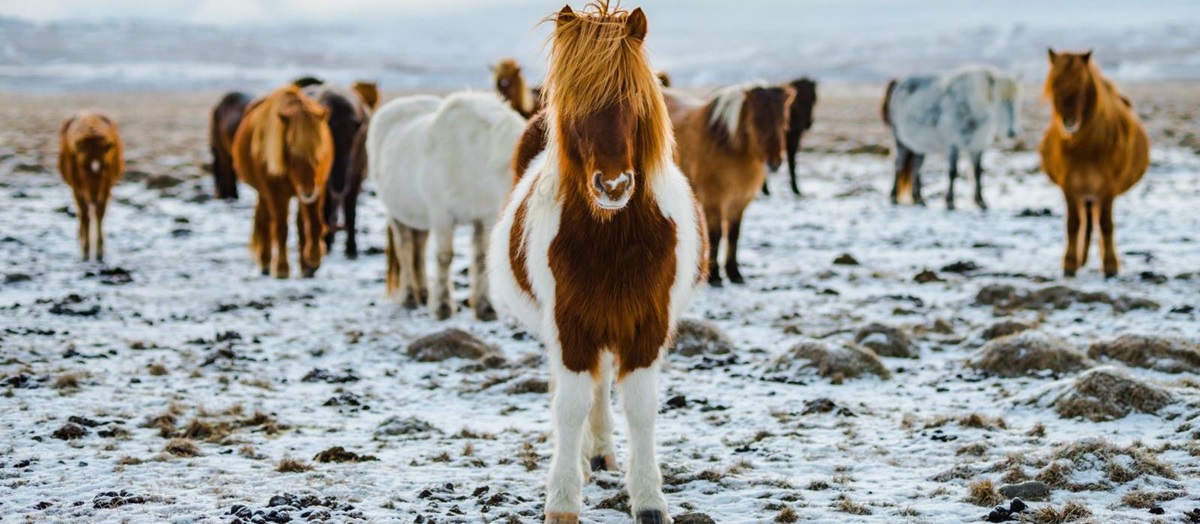 A brown and white Icelandic pony standing on snowy ground looking straight ahead with a group of ponies behind