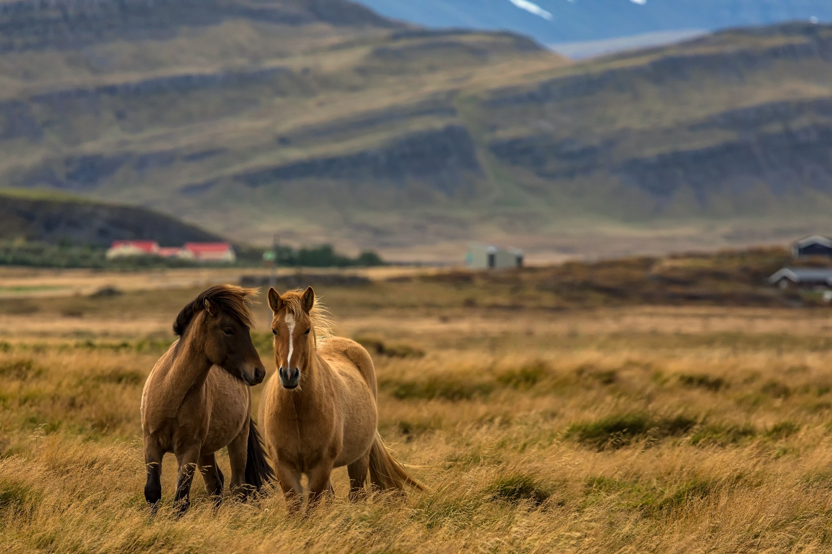 Icelandic ponies in remote landscape