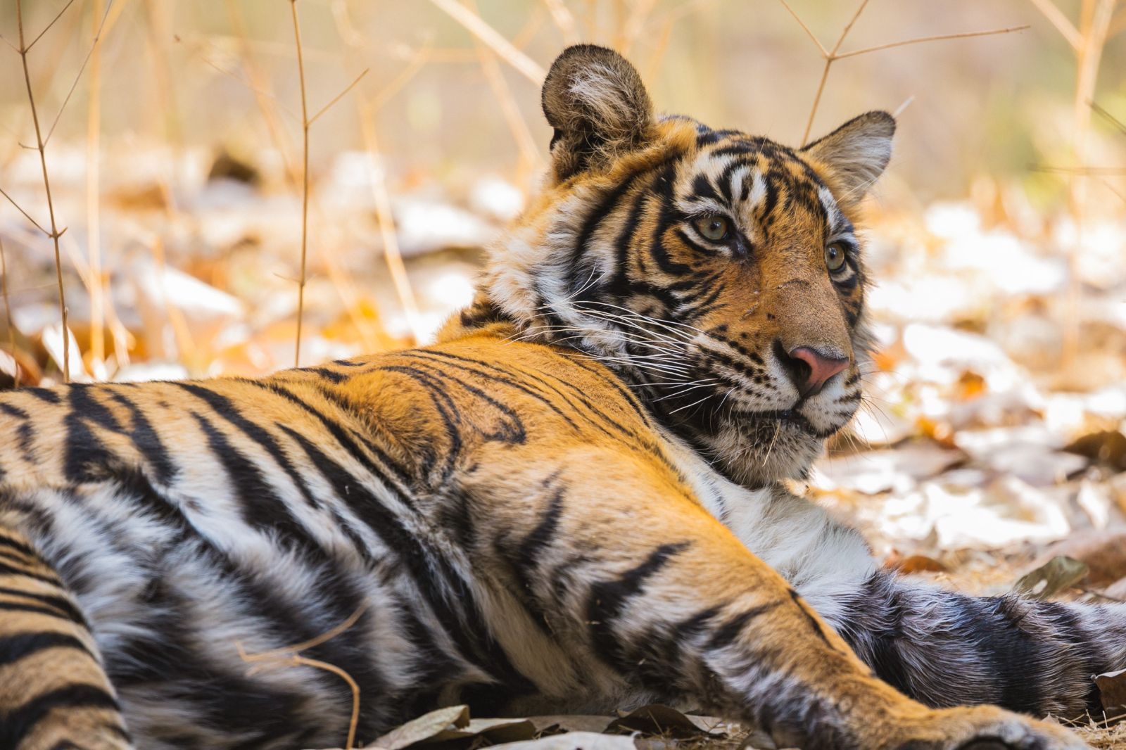 Lions on the grounds of Ranthambore National Park near Aman-I-Khas in India