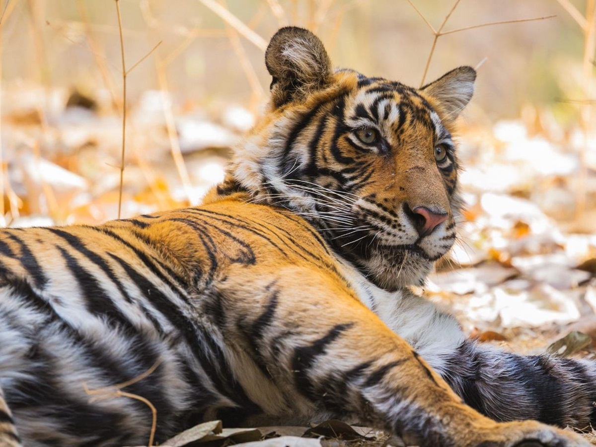Lions on the grounds of Ranthambore National Park near Aman-I-Khas in India