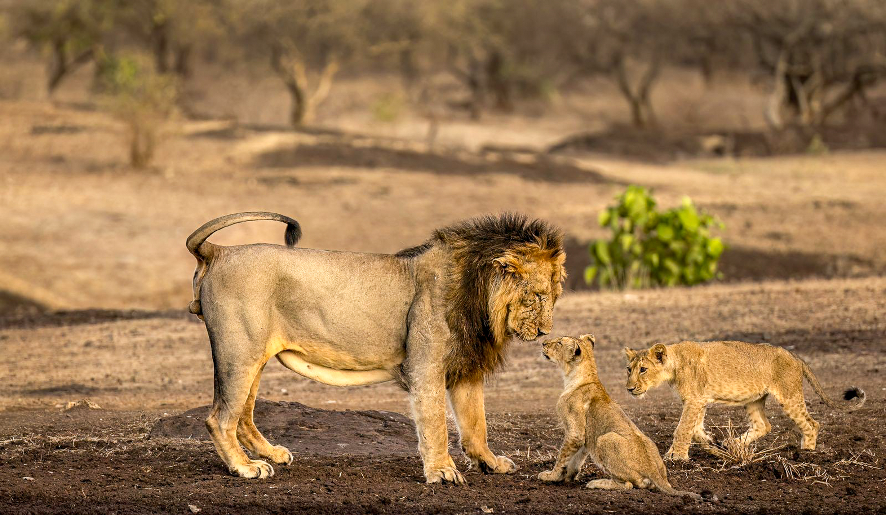 A lion and cubs spotted near Aramness Gir in India