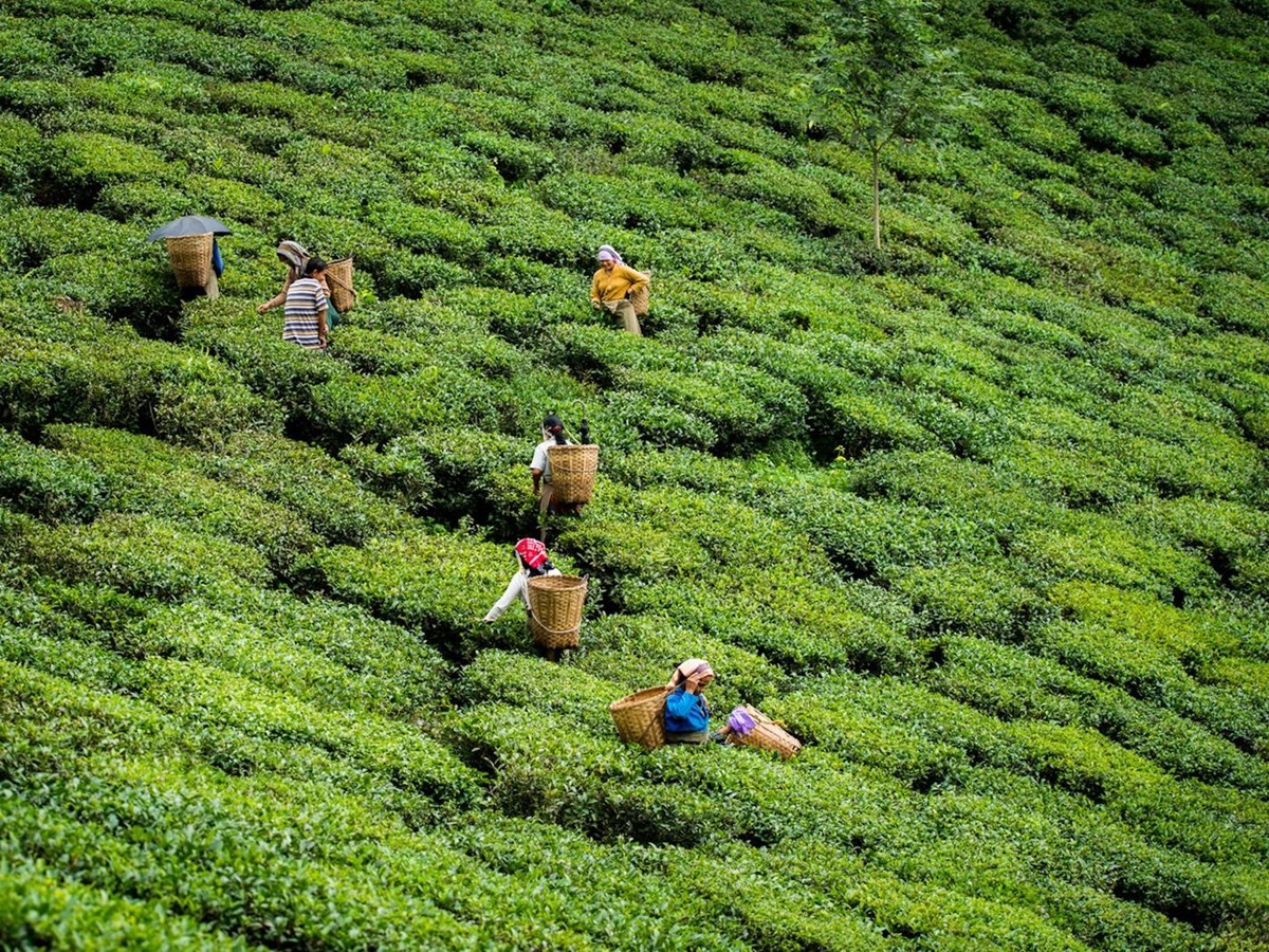 Plantation workers near the Glenburn Tea Estate in Darjeeling India