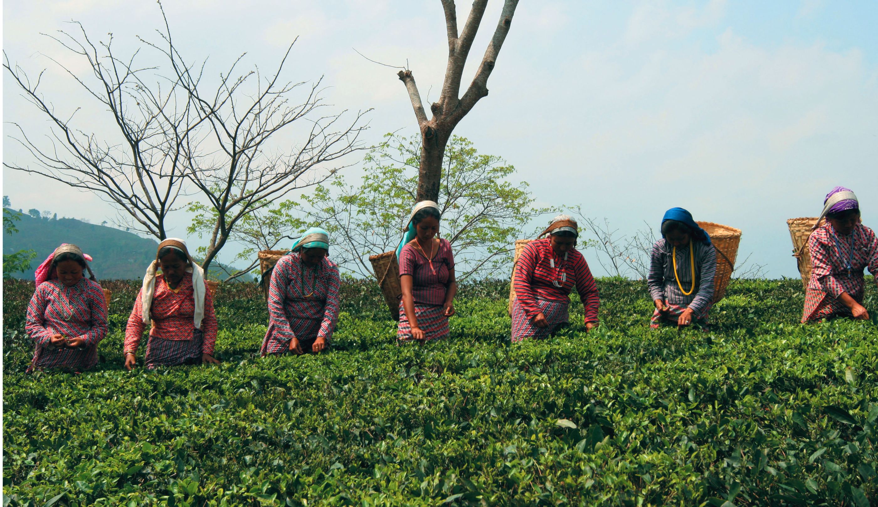 indian teapickers at Glenburn Tea Estate, India