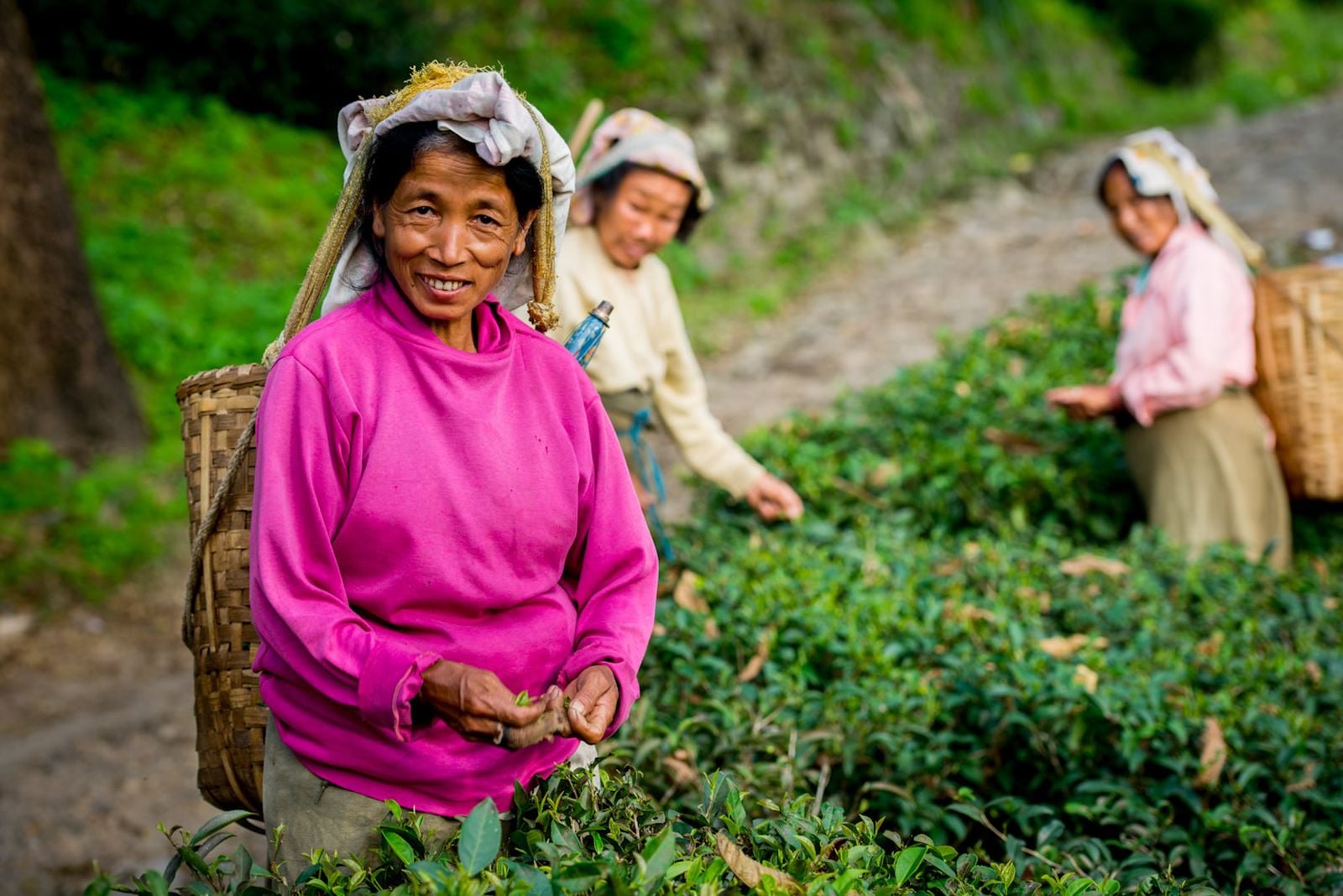 Plantation workers at the Glenburn Tea Estate in Darjeeling India
