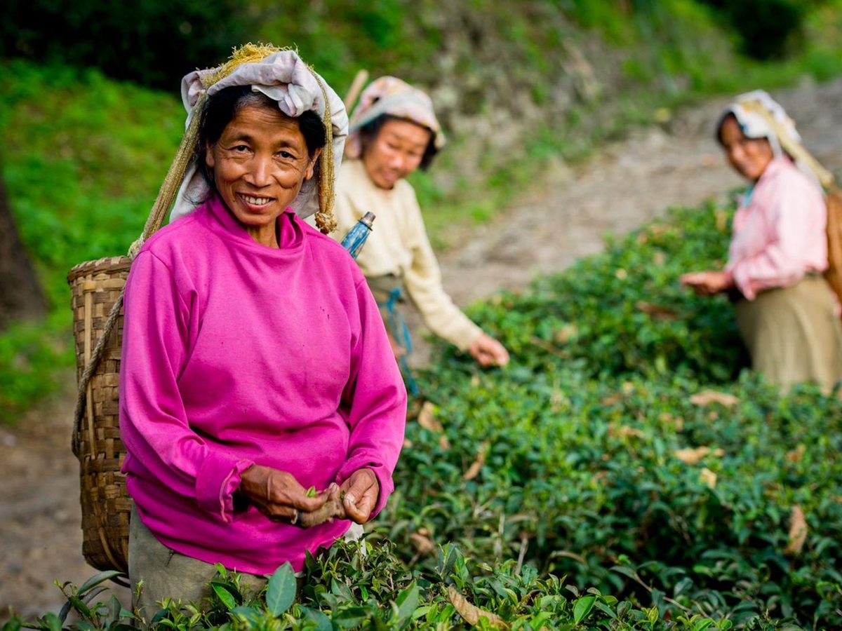 Plantation workers at the Glenburn Tea Estate in Darjeeling India